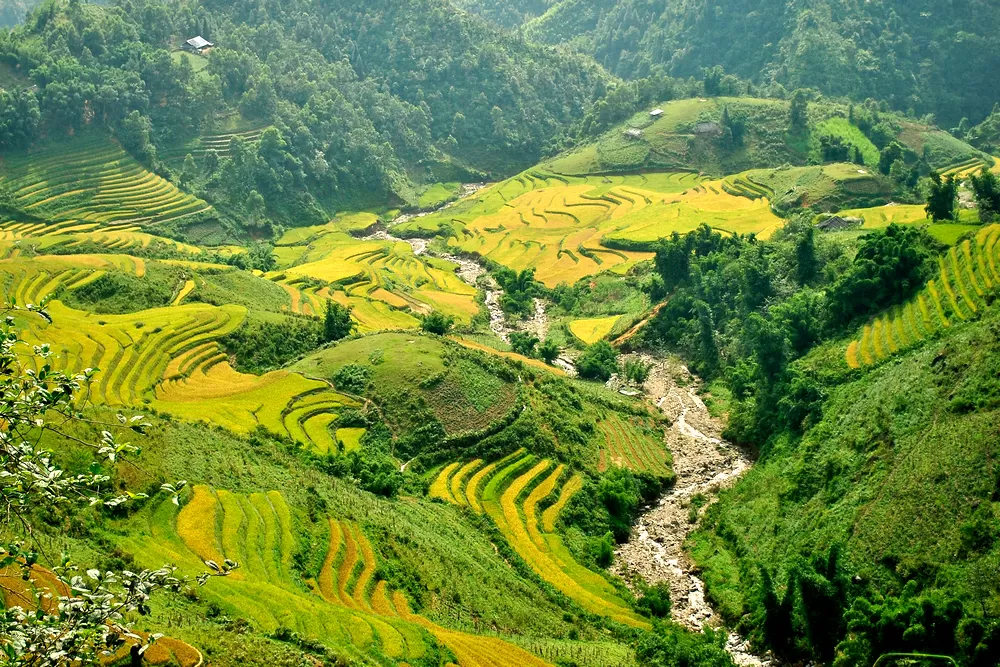 Insider Tips for a Sapa Tour: Discover the beauty of terraced fields